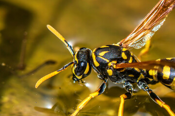 Macro shot of a wasp (Polistes Dominula) that drinks water from a bowl in the garden on a hot, sunny day and whose chitin shell reflects thousands of tiny points of light.