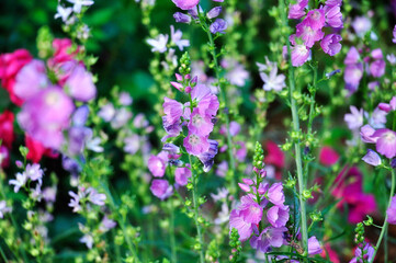 Fototapeta premium Snap Dragons