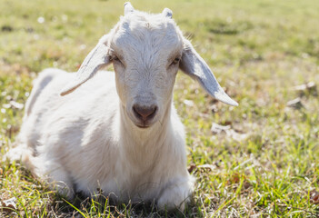 Cute goats enjoying the beautiful day
