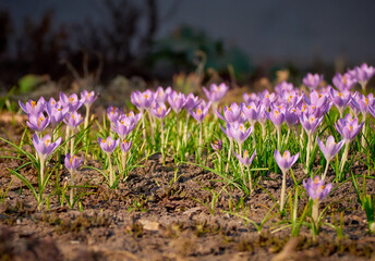 Fototapeta premium Spring purple crocuses bloom in the garden.