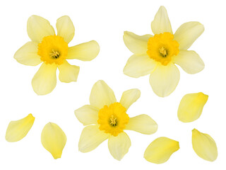 Narcissus isolated on white background, top view