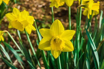 Fototapeta premium Daffodil Flower Macro