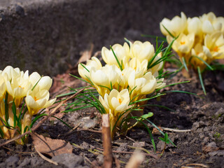 Spring yellow crocuses bloom in the garden.