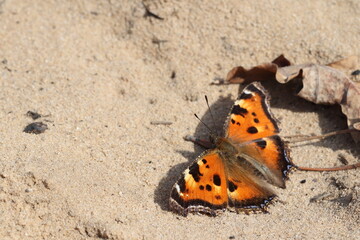 Fototapeta na wymiar A beautiful multi-colored butterfly is basking in the warm rays of the sun. 