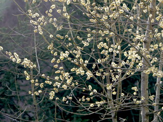 Weidenkätzchen im Frühling