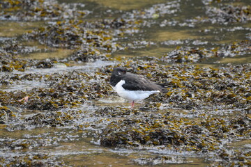 dipper