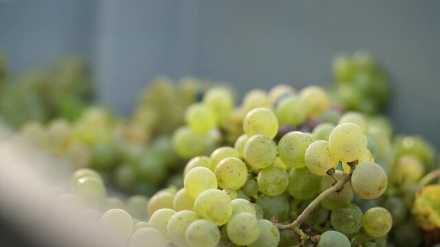 Detail of white grapes in a box at harvest. Slow motion travelling
