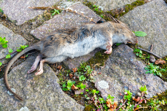 Dead rat on a paved walkway