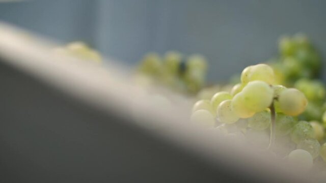Grapes falling in cage at harvest for wine production. Slow motion travelling