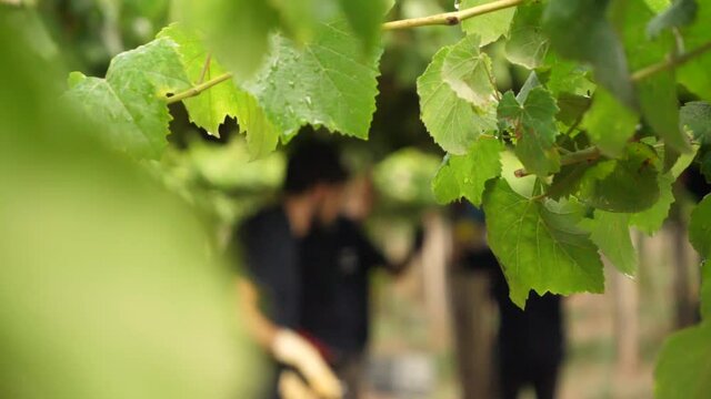 Vine plants detail at vineyard with people out of focus at harvest season collecting white Albari&ntilde;o grapes