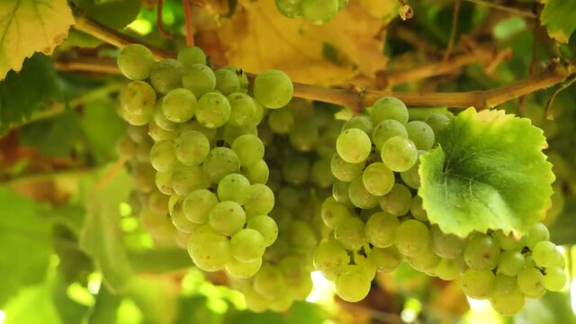 bunch of grape hanging at vine at Spanish vineyard. Close up in slow motion and camera movement