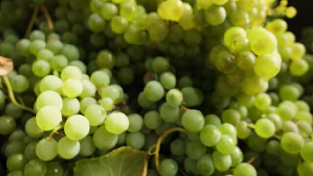 box full of white grapes at harvest in a Spanish vineyard. Closeup approach in slow motion