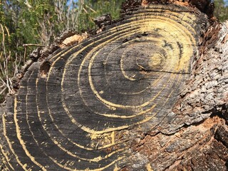 cross section of tree trunk