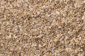 different spices dill close up. Textures of colorful spices and condiments