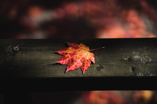 Autumn's Maple leaf on a wooden frame
