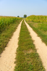 Obraz premium Path in the country near Bereguardo, Pavia, Italy, at September