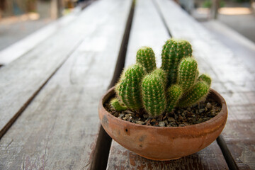 little cactus brown pot on long wooden table stock photo