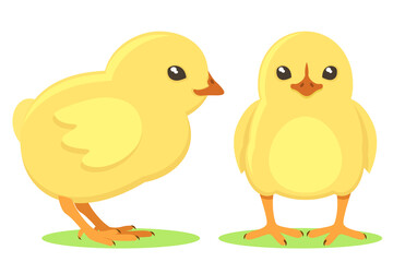Set of little chicks on a white background. The character