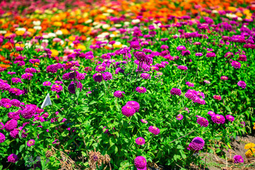 Beautiful colourful flowers, purple and red