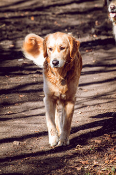Golden retriever walking slowly through the autumn forest. Calm but happy dog in the walk.