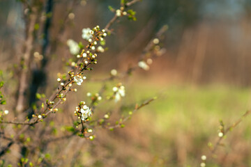 Cherry Blossom in Spring
