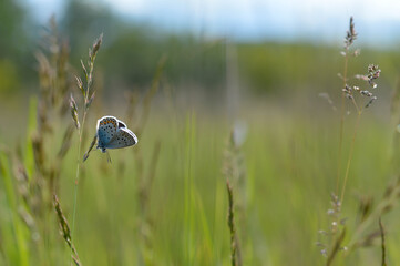 Common Blue small butterfly close up in nature