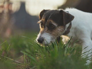 jack russell terrier outdoors in the beautiful light of the setting sun