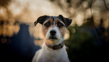 jack russell terrier outdoors in the beautiful light of the setting sun