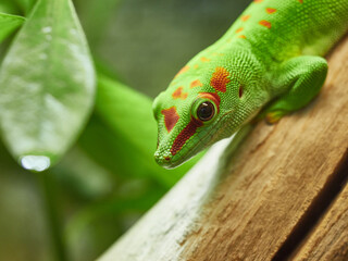 green lizard on a tree