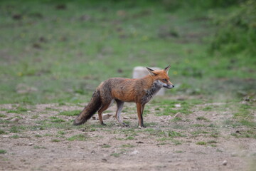 fox in horse field
