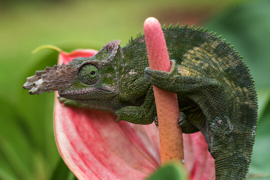 Close-up of a fischer chameleon on  a flower, Indonesia