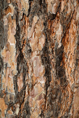Natural wood bole trunk bark surface flat texture