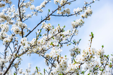 trees blooming with white flowers in springtime