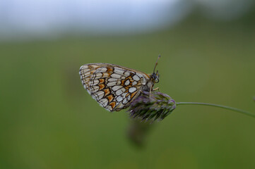 Boloria dia, Weaver's Fritillary butterly close up in nature