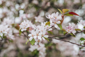 Fototapeta premium blossom in spring