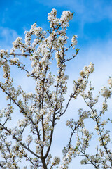 trees blooming with white flowers in springtime