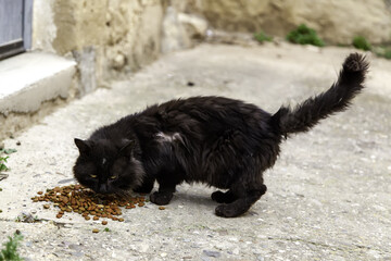 Black cat on street