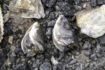 Raw fish heads