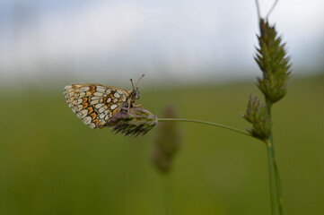 Boloria dia, Weaver's Fritillary butterly close up in nature