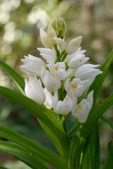 Narrow-leaved helleborine or Sword-leaved helleborine or Long-leaved helleborine (Cephalanthera longifolia)