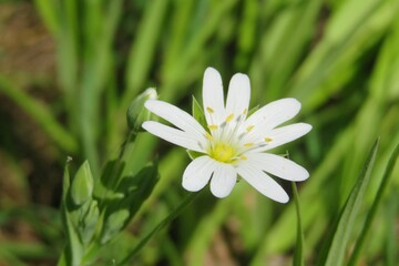 Beautiful white stellaria flower in the garden in spring, closeup
