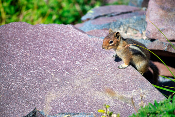 Little Squirrel on a rock in summer season