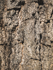 bark of a tree
