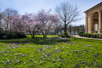 View of the foyer in the Baden Baden spa gardens with a blossoming cherry tree and crocus meadow. Baden Wuerttemberg, Germany, Europe