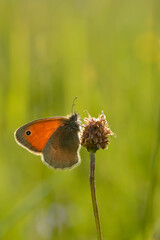 Small heath butterfly in nature, on a plant, close up