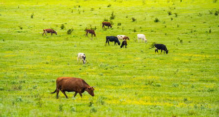 Herd of cows grazing at summer green field