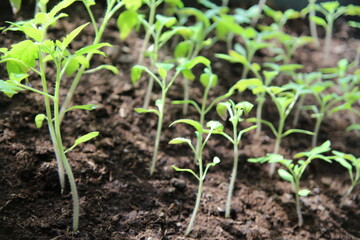 Young tomato plants (focus on the leaves)