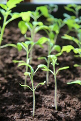 Young tomato plants (focus on the leaves)