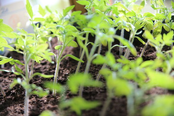 Young tomato plants (focus on the leaves)