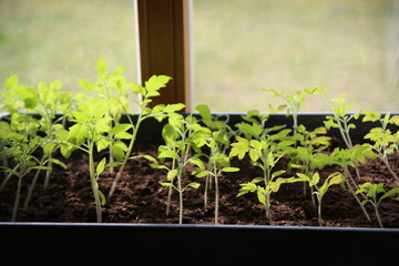 Young tomato plants (focus on the leaves)